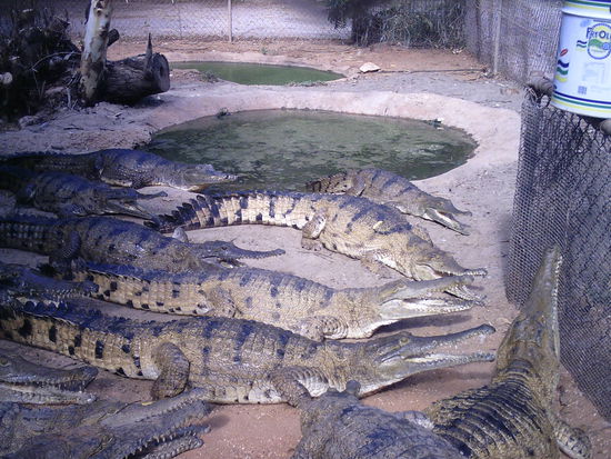 Im Krokopark von Broome