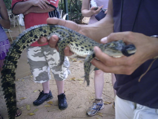Der Kleine wird bald in Frankreich auf dem Gourmettisch landen