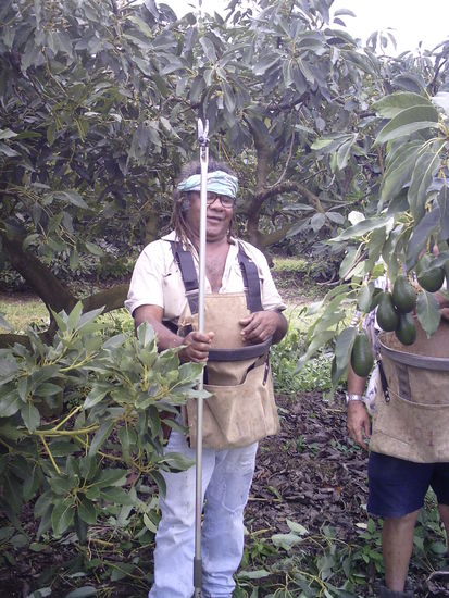 unser Avocadochamp mit einem Teil seiner Beute