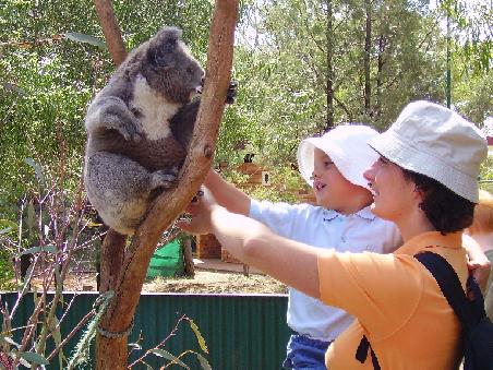 Koalas streicheln im Waterways Wildlife Park