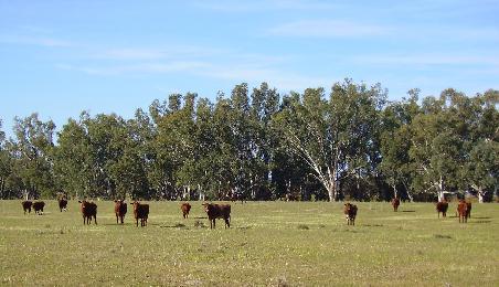 Cattle grazing auf der Rampadelles farm