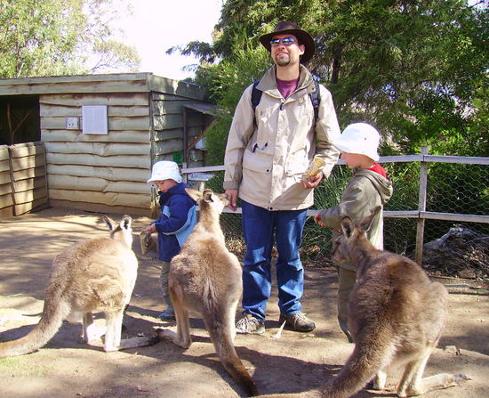 Regelrecht aufdringlich: Die Kängeruhs im Bonorong Wildlife Park