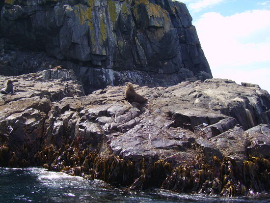 Seelöwen (oder doch Seerobben?)