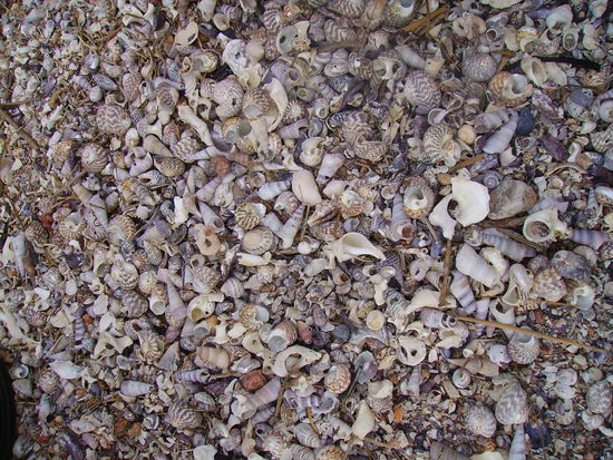 Überfluss am Strand von Coles Bay