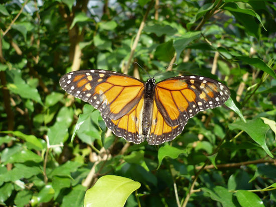 Schmetterlingshaus im Melbourne Zoo - Martina wäre begeistert gewesen!