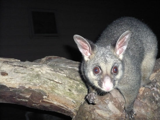 Das Possum war unheimlich an Marios neuer Kamera interessiert