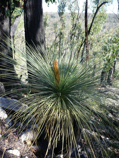 Pflanze mit drei Namen: Grasstree; Kangaroo Tail; Black Boy (na und noch den botanischen Namen...)