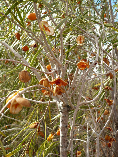 Native Apricot (Einheimische Aprikose, die aber mit der bekannten Aprikose nicht verwandt ist)