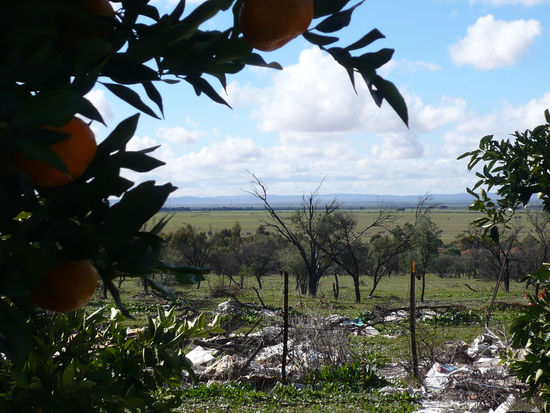 Bißchen wüst sahen Lyles Gemüsebeete schon aus. Aber die Pappe und Zeitung speicherte das knappe Wasser und unterdrückte das Unkraut.
