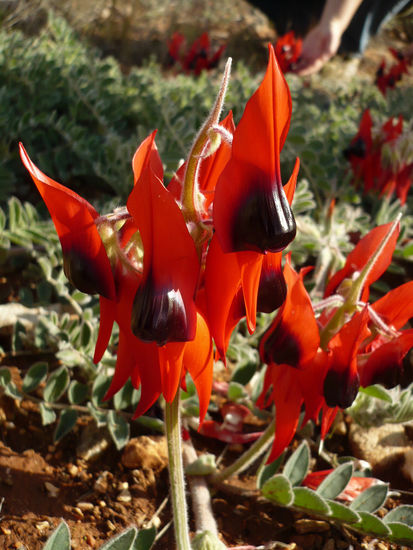 Sturt's Desert Pea