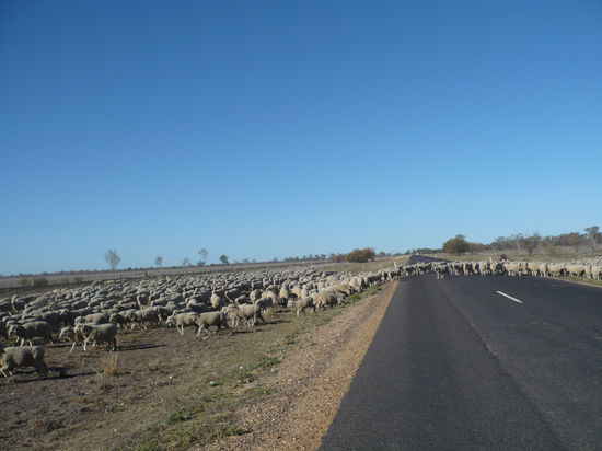 Viel Himmel. Viele Schafe. Auf dem Weg vom Outback Richtung Küste