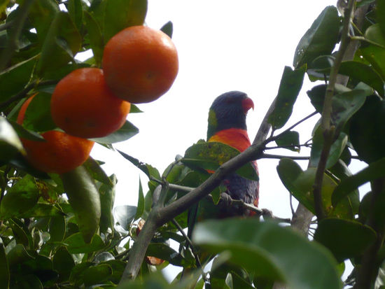 ... aber dann wärmt es sich bis über 20 Grad auf und lässt die Mandarinen reifen