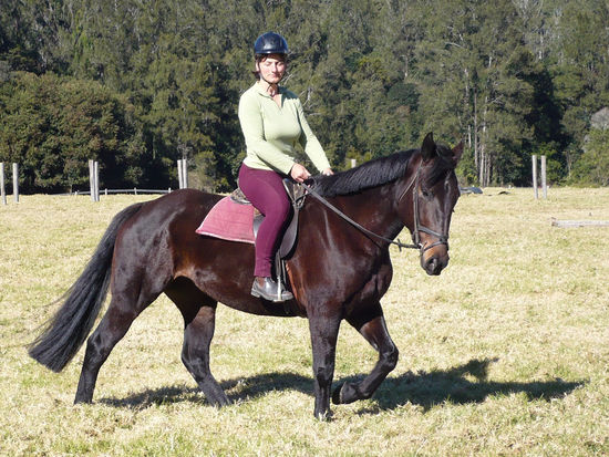 Contez war als Kutschpferd zu langsam, nun sollte sie als Reitpferd ausgebildet werden.