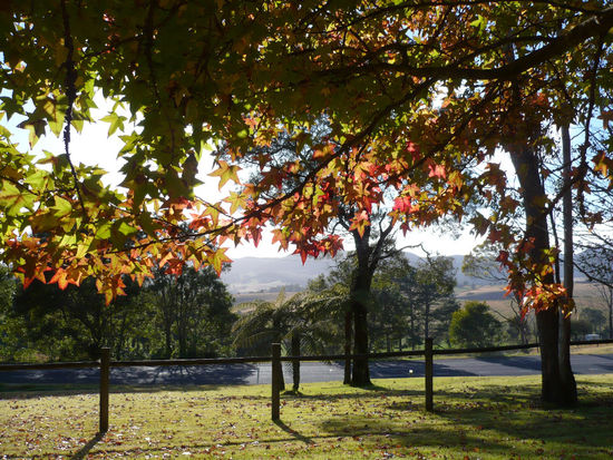 Herbststimmung im Winter. In Dorrigo.