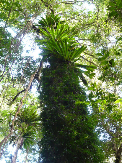 Nestfarne. Wanderung im Dorrigo Nationalpark