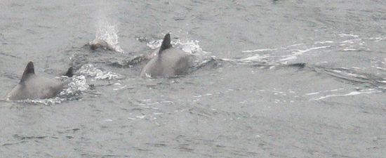 Das Begrüssungskomittee in Puerto Natales