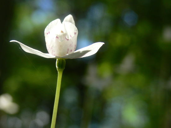 Auch das rauhe Klima des Parks schreckt Orchideen nicht ab.