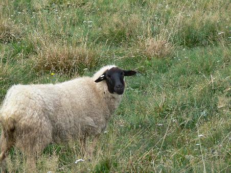 Eine in der Rhön beheimatete Schafart: Das Rhönschaf