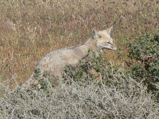 Der Zorro (oder auf deutsch - unschwer zu erkennen: ein Fuchs)