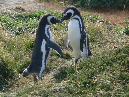Ein Pinguinpärchen beim Schnäbeln