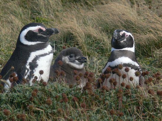 pinguinische Familienidylle