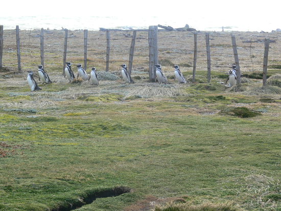 Die Karawane der Ernährer kehrt vom Fischen zurück.