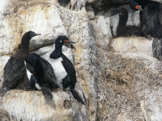 kormoranische Familienidylle