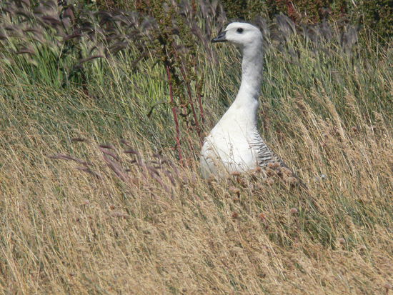 Eine Magellangans - auf der Suche nach der zweiten?