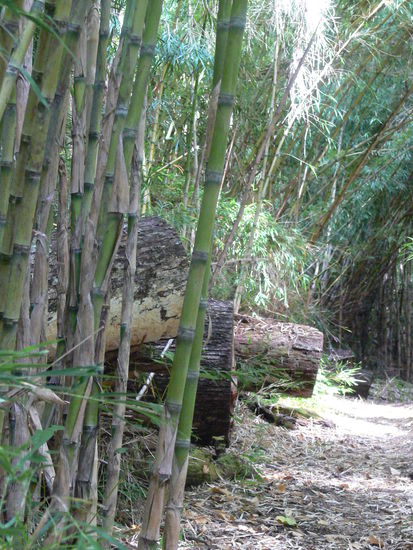 Wegerhaltung im Bambuswald: auf den Pfad gefallene Coigüe und Zypressen werden durchgesägt und liegen gelassen