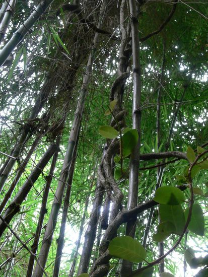 Zum Beispiel mit Lianen, die sich am Bambus raufschlängeln