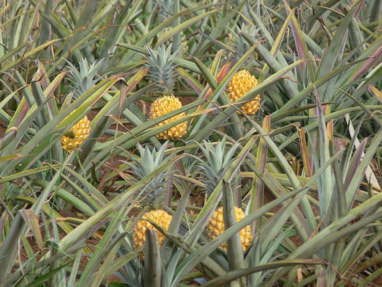 Eben noch auf dem Feld...