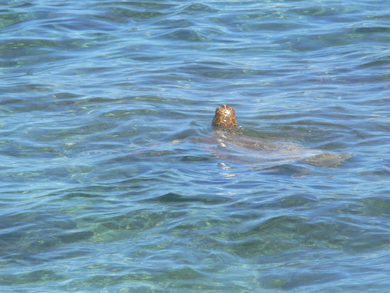 "Die anderen Schildkröten sehen aber komisch aus!"
