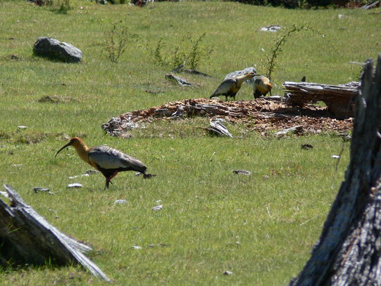 eine chilenische Schnepfenart? (Tipps zum Namen bitte ins Gästebuch)