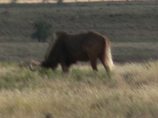 Weißschwanzgnu (große Seltenheit)