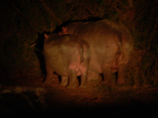 Nashornmutter mit Jungtier mitten im Wald!!!