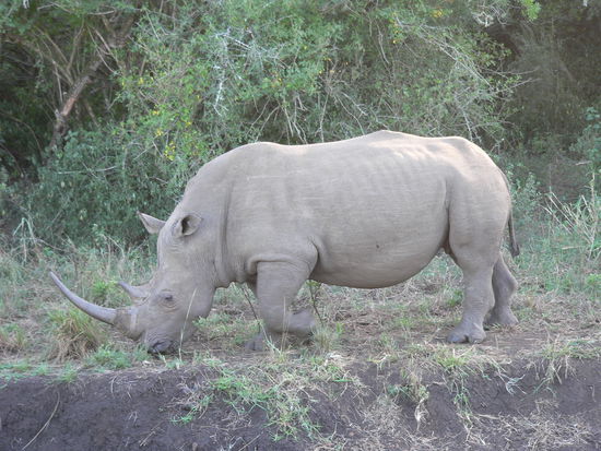 Breitmaulnashorn