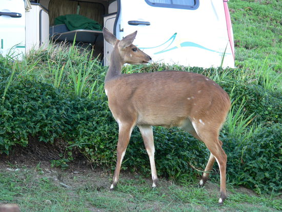 Buschbock in unserem Garten