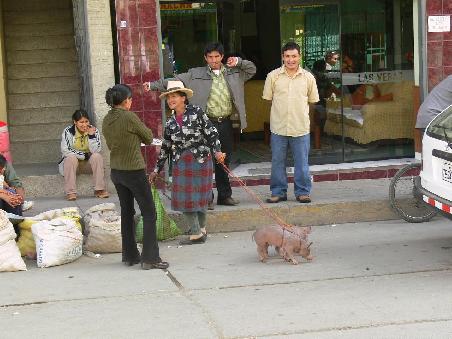 Huaraz: Hier werden keine Hunde Gassi gefuehrt, dafuer aber Schweine! Geht sicher gleich direkt zum Schlachter!