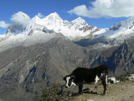 Die Anden Pass Kuh auf 4800m. Warum geht die denn nicht ins warme Tal??
The Andes pass cow on 4800m. Crazy cow, isn`t? Hey maaaan, go down! Don´t be stuck at the mountain!