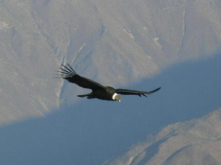 Anden Kondor
Andes Condor
