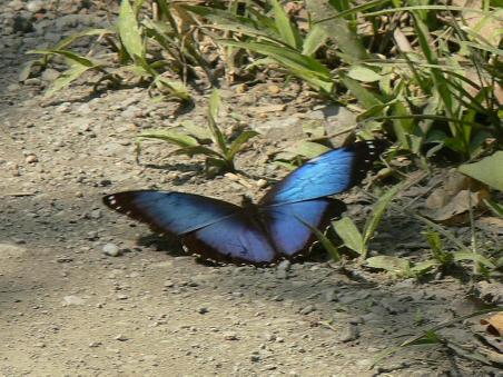 Unten gab es einen Geschmack auf die Fauna des Dschungels wie dieser Schmetterling
Down we got a taste of the jungle fauna like this butterfly