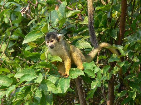 Die Affen waren verspielt - der Kleine ist auf meinen Schoss sogar gesprungen
The monkeys were playful - that one was jumping to my lap even!