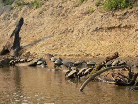 Massen von Schildkroeten die ein Sonnenbad nehmen
A mass of turtles were bathing in the sun
