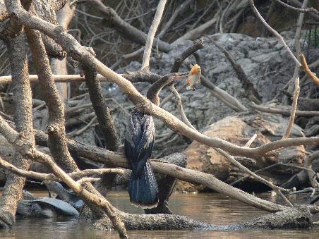 Ein Kormoran, der einen Piriania isst...
A cormorant eating a piranha...