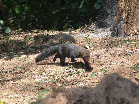 Ein Panter! Aber noch klein...
A real panter - but still small..