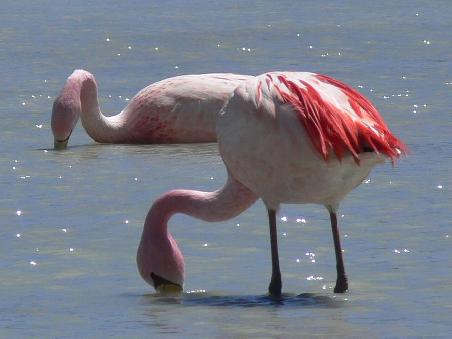 Flamingos