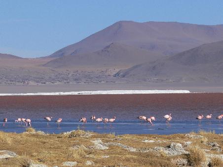 Der "rote" See und natuerlich: Flamingos!
The "red" lake and of course: Flamingos!