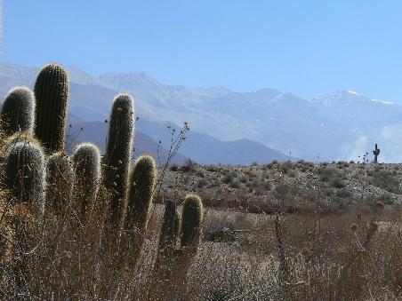 Schon wieder der Nevado & Kakteen!
Again the peak & cactuses!
