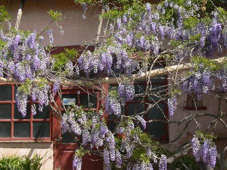 Bluehender Wein
Blooming wine