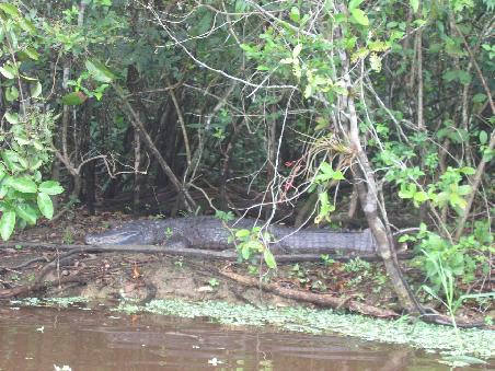 Kollege Kroko checkt die Lage! Die gabs dort so in Massen, wie bei uns Enten im Teich! Ernaehren sich aber vorwiegend nicht von deutschen Touristen